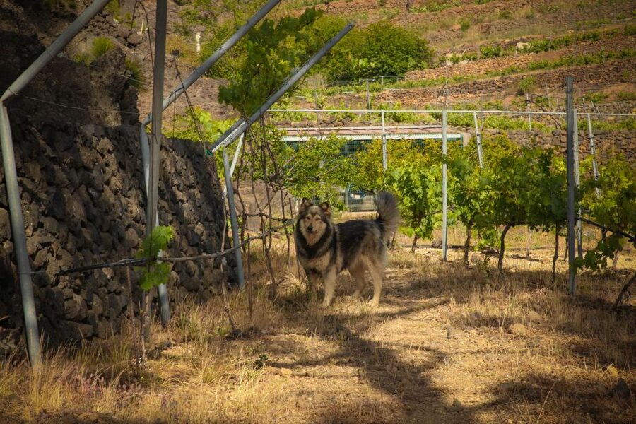 Tenerife: Tour of an Organic Vineyard with Tasting & Snacks - A High-Mountain Organic Vineyard on Volcanic Lava (With Real Views)