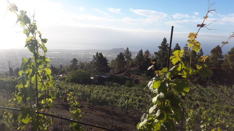 Tenerife: Tour of an Organic Vineyard with Tasting & Snacks - The Walking Route: Old Vines, Organic Farming, and Wine-Making in Plain Terms