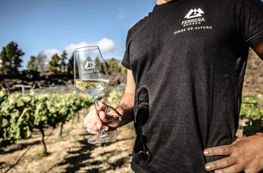 Tenerife: Tour of an Organic Vineyard with Tasting & Snacks - Two Homegrown Wines With Denomination of Origin, Then the Final Pairing Stop