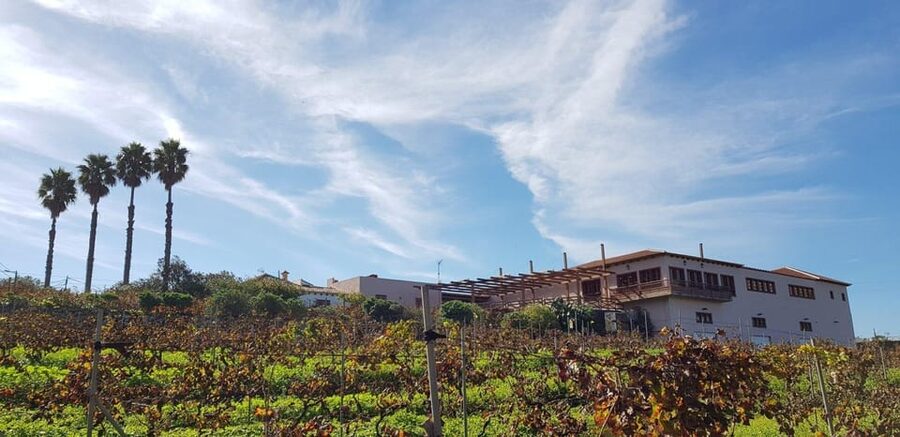 Tenerife Wine: Guided Tour & Tasting with Canarian bites - Key highlights worth knowing