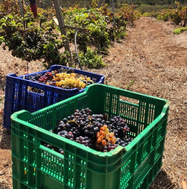 Tenerife Wine: Guided Tour & Tasting with Canarian bites - Inside the Cellar: Tanks, Bottling Warehouse, and the 200,000-Liter Scale