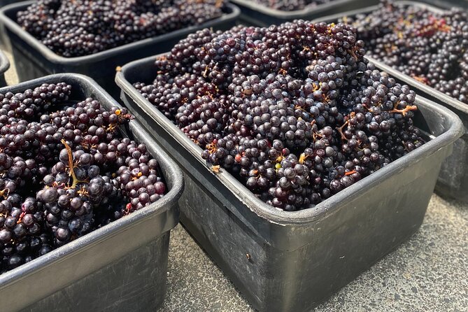 The Boutique Experience: Waiheke Best Cellar Tour (11 guests max) - The timing and pacing: 10:40am start, about 5.5 hours