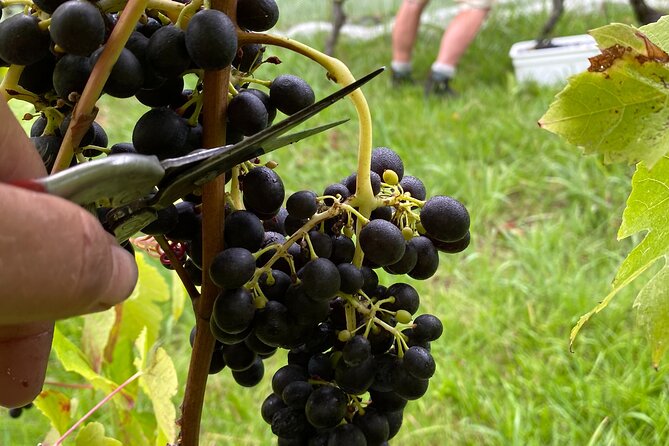 The Boutique Experience: Waiheke Best Cellar Tour (11 guests max) - Lunch costs: how to plan without ruining the vibe