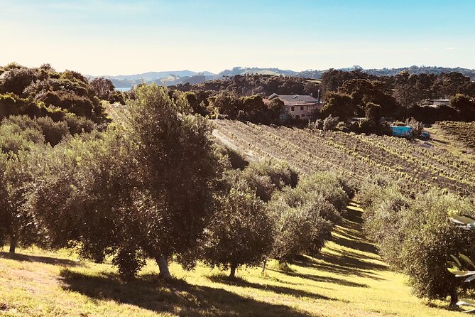 The Boutique Experience: Waiheke Best Cellar Tour (11 guests max) - Photo breaks and scenic driving: Waiheke without the stress