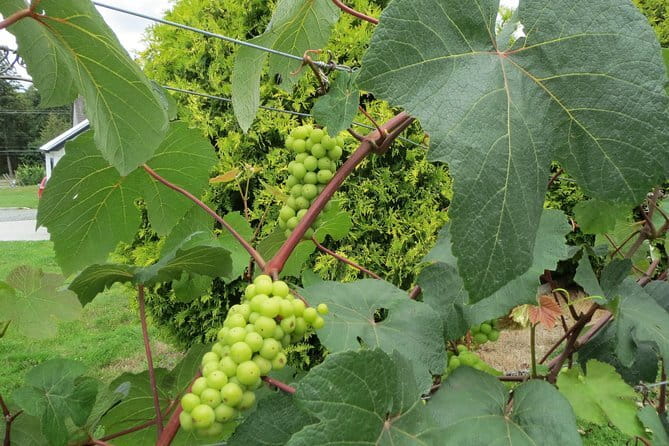 The Fraser Valley Winery Tour - Key things that make this tour worth your time