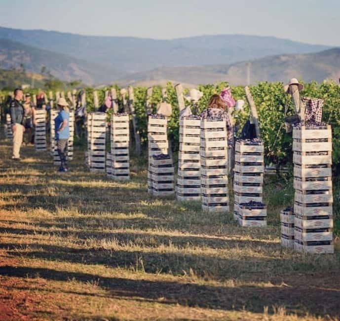 The largest winery in Montenegro: private tour & transport - Plantaže winery: Montenegro’s biggest name, close enough for a half-day