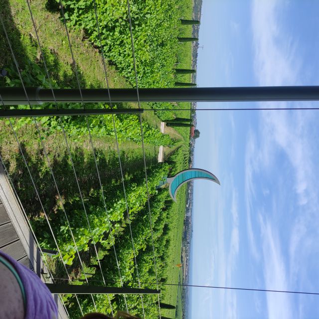 Thessaloniki: Winery Visit with Wine Tasting Experience - Who this winery tour suits best