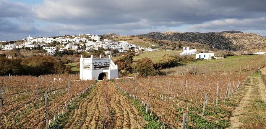 Tinos: Winery Tour and Wine Tasting Paired with Snacks - Terrace tasting with 4 estate wines and local cold cuts