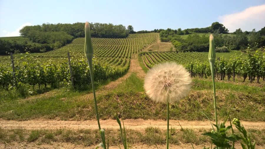 Tokaj: Vineyard Tour & Tasting - The Main Event: Tasting 7 Tokaj Wines Including Tokaj Eszencia