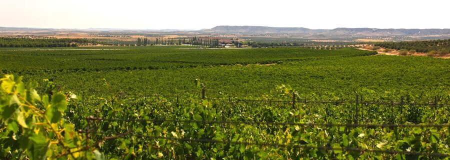 Toledo: Casa del Valle Winery Tour and Wine Tasting - Vineyard-to-bottle in Toledo: why this 2-hour format works