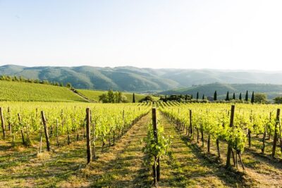 Tour and Tasting at an Organic Winery in the Heart of Chianti Classico Area - Vineyard walk with organic agriculture, not just marketing