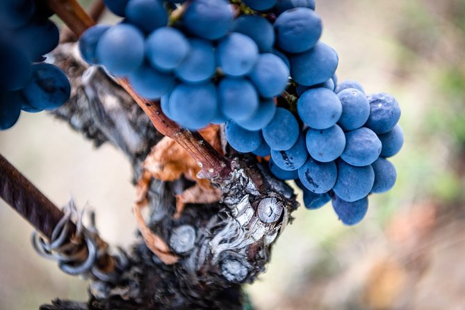 Tour and Tasting at an Organic Winery in the Heart of Chianti Classico Area - Who should book this organic Chianti Classico experience