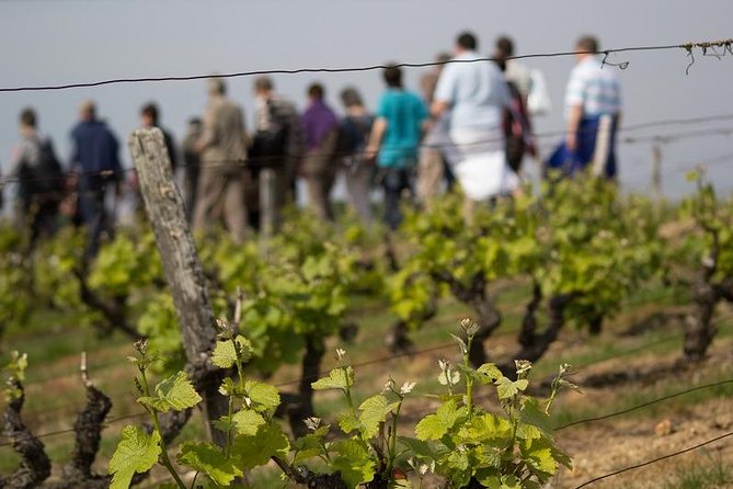Tour of a Vineyard, Winery & Cellar with Wine Tasting in Vouvray, Loire Valley - Key highlights you should care about