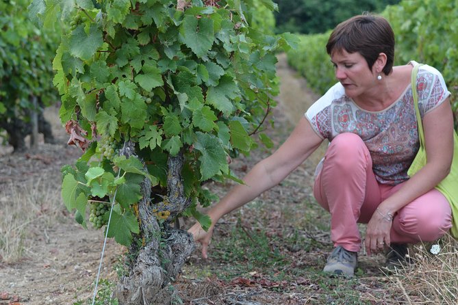 Tour of a Vineyard, Winery & Cellar with Wine Tasting in Vouvray, Loire Valley - Price and time: is it good value for $65 and three hours?
