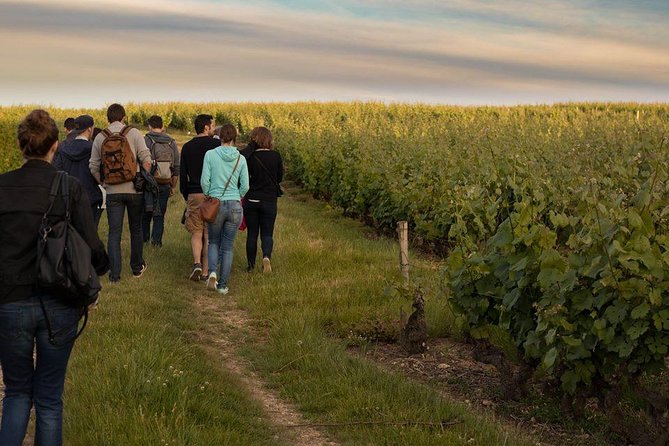 Tour of a Vineyard, Winery & Cellar with Wine Tasting in Vouvray, Loire Valley - Who should book this (and who might want a different format)