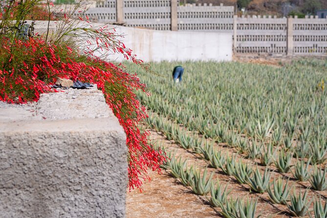 Tour Visiting banana plantation and winery in Tenerife - Banana-to-wine Tenerife: the simple formula behind this tour