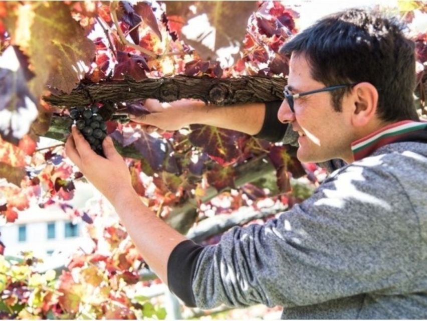 Tramonti: Vineyard & Winery Tour with Tasting & Appetizers - Where this Tramonti wine tour really happens: Capitignano’s Cantine Apicella