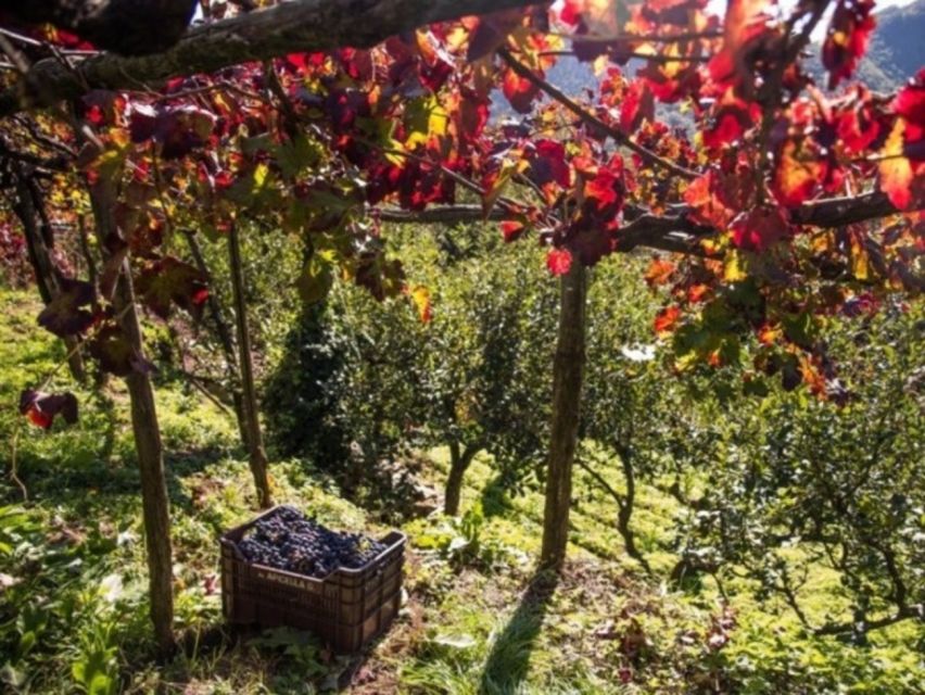 Tramonti: Vineyard & Winery Tour with Tasting & Appetizers - Walking into the vineyard process: what to watch for on the route
