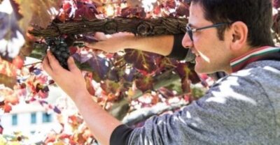 Tramonti: Vineyard & Winery Tour with Tasting & Appetizers - The pergola vineyard: a short walk with a big story behind it