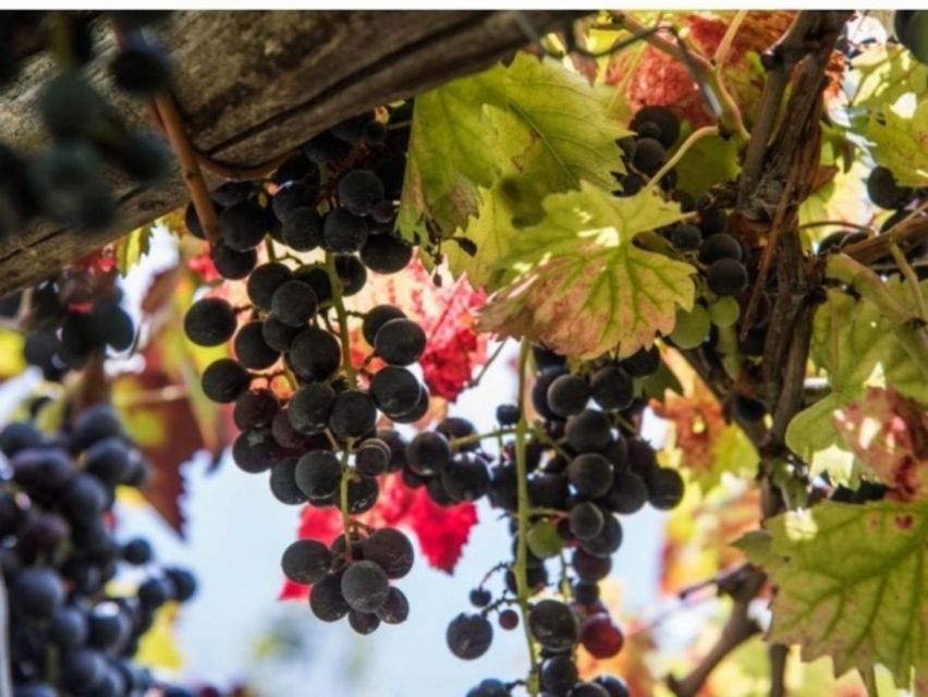 Tramonti: Vineyard & Winery Tour with Tasting & Appetizers - Price and value: is $106 for 3 hours worth it?