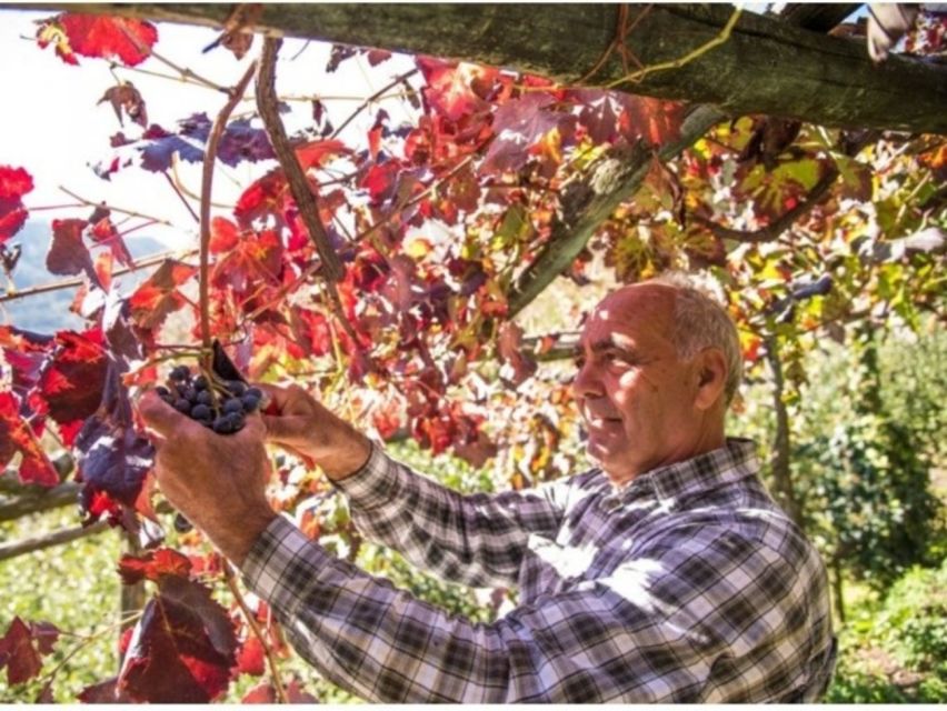 Tramonti: Vineyard & Winery Tour with Tasting & Appetizers - Should you book this Cantine Apicella vineyard & winery tour?