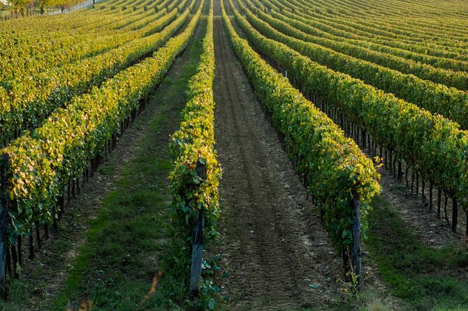 Trani: Wine tasting & Light Lunch in a Vineyard - Villa Schinosa and the cellar tour: what you’ll actually see
