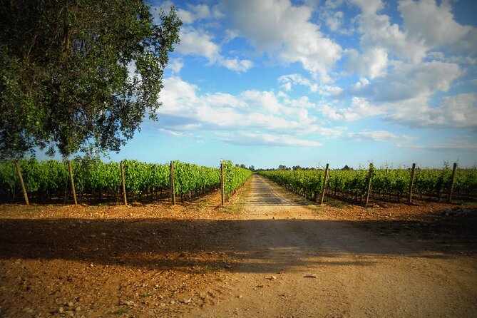 Trani: Wine tasting & Light Lunch in a Vineyard - Timing, group size, and weather: small details that change the day