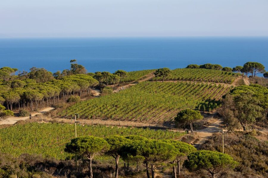 Tuscany: Ripalte Design Winery Wine and Cheese Tasting Tour - Key highlights to notice before you go