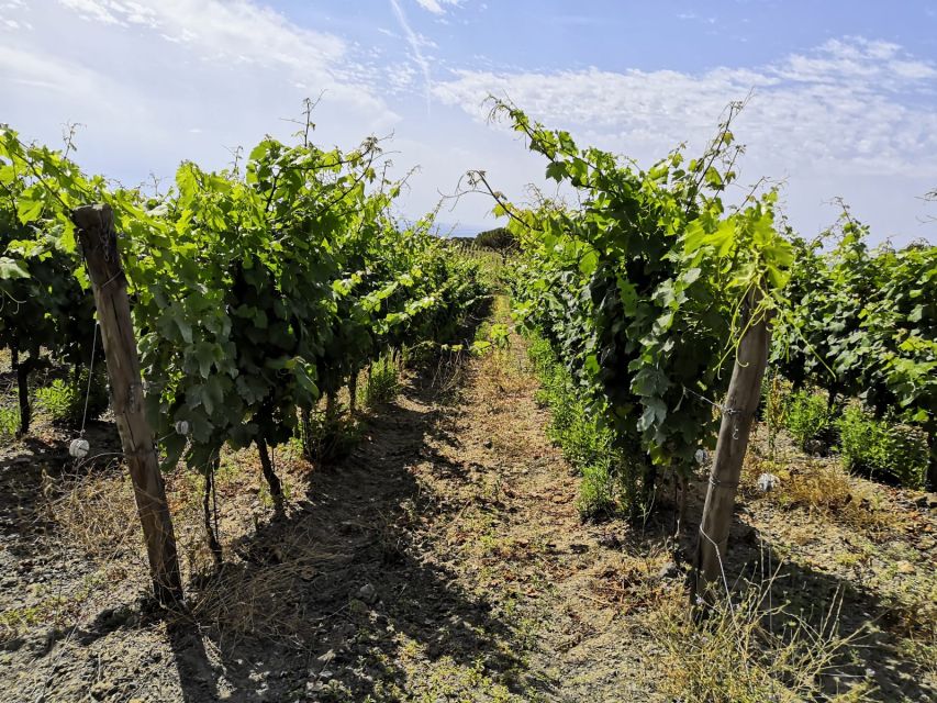Tuscany: Ripalte Design Winery Wine and Cheese Tasting Tour - Quick practical checklist before you go