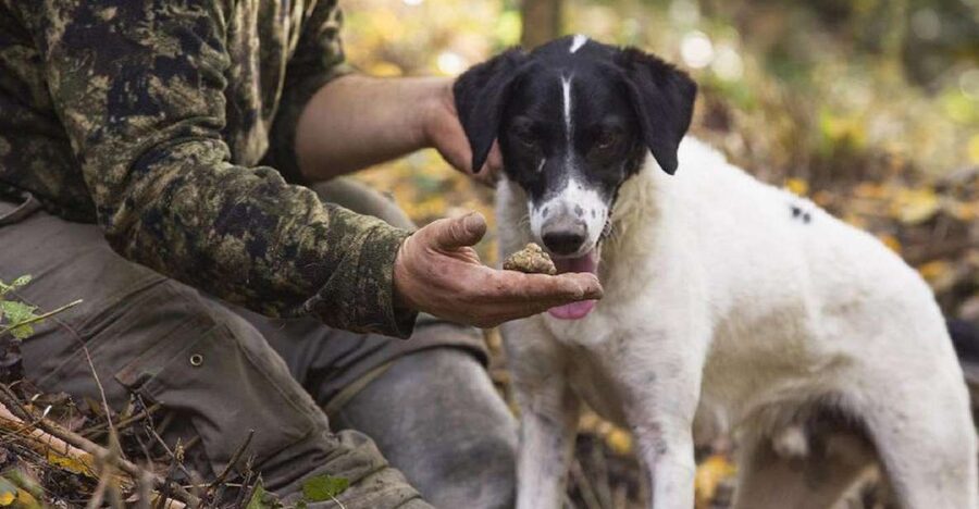 Tuscany: Truffle Hunting and Meal at a Winery - Key highlights worth planning for