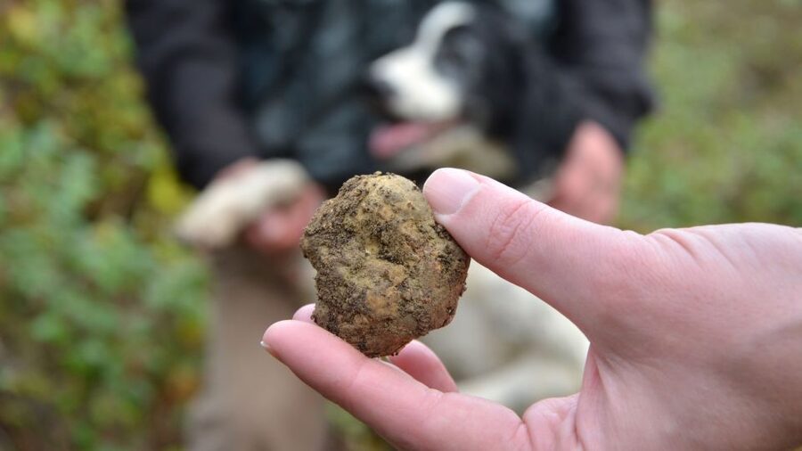Tuscany: Truffle Hunting and Meal at a Winery - The transition from hunting to lunch: your truffle reward