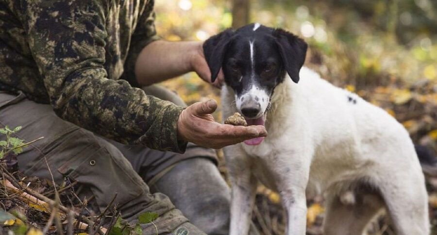 Tuscany: Truffle Hunting and Meal at a Winery - Price and value: is $474.28 per person worth it?