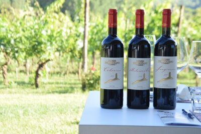 Tuscany Wine Tours in a family winery Podere Pellicciano - Vineyard walk and olive groves: where the tour becomes hands-on