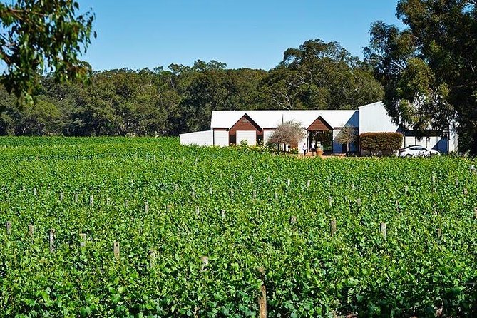 Upper Reach Winery: Swan Valley Winery and Vineyard Tour - Key things to notice before you go