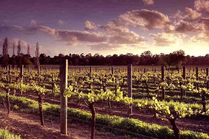 Upper Reach Winery: Swan Valley Winery and Vineyard Tour - The barrel room story: oak, structure, and why reds feel different
