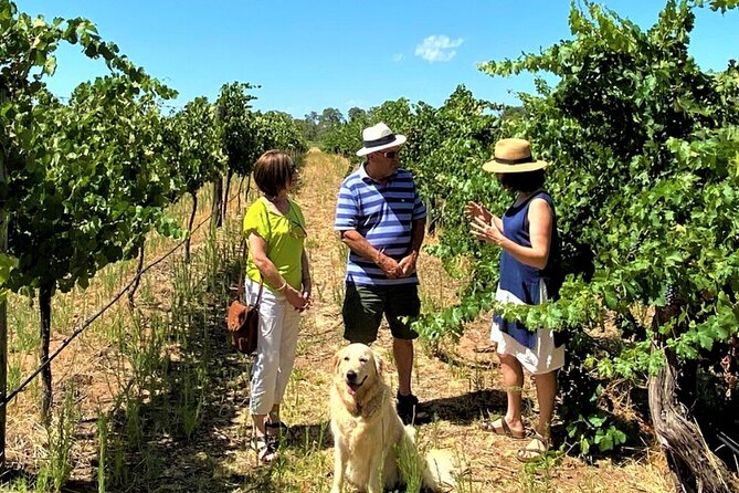 Upper Reach Winery: Swan Valley Winery and Vineyard Tour - Vineyard walking through the vines: Swan Valley terroir you can actually picture