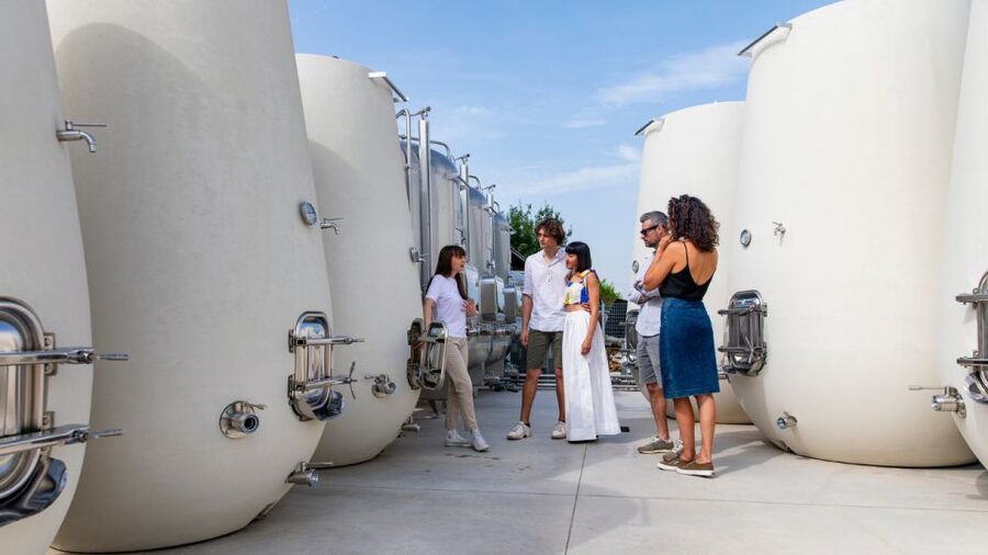 Valdobbiadene:Prosecco tasting,appetizers,winery & vineyard - Pairing Prosecco with Grana Padano and Piave (Why the Snacks Matter)