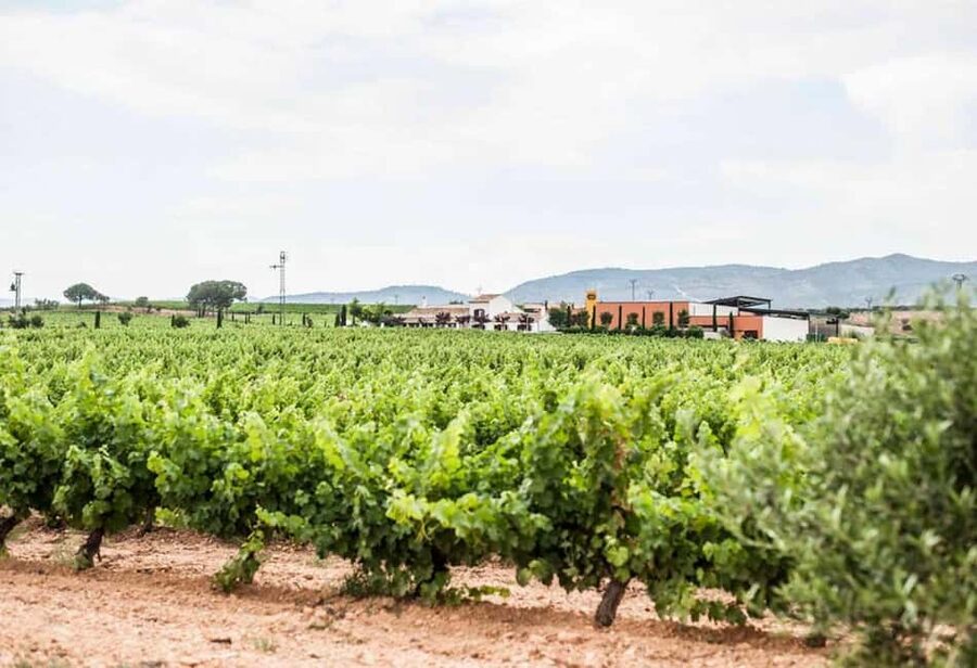 Valencia: Vineyard Tour, Local Wine, Cava Tasting & Snacks - Wine, Cava, and Snacks: What You Taste and How to Get the Most From It
