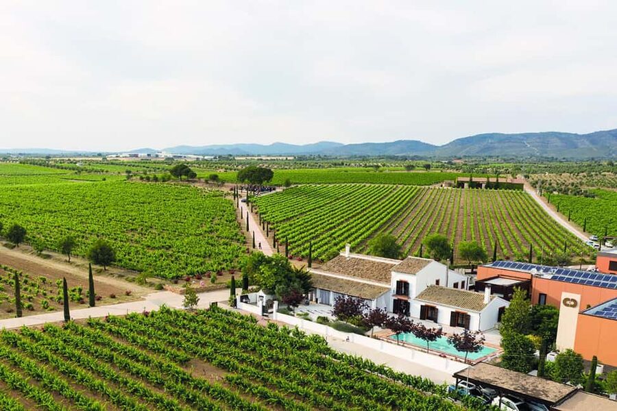 Valencia: Vineyard Tour, Local Wine, Cava Tasting & Snacks - Price and Logistics: Is $81 a Good Value for This 4-Hour Plan?