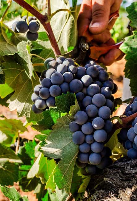 Valencia: Vineyard Tour, Local Wine, Cava Tasting & Snacks - Should You Book This Valencia Vineyard and Cava Tour?