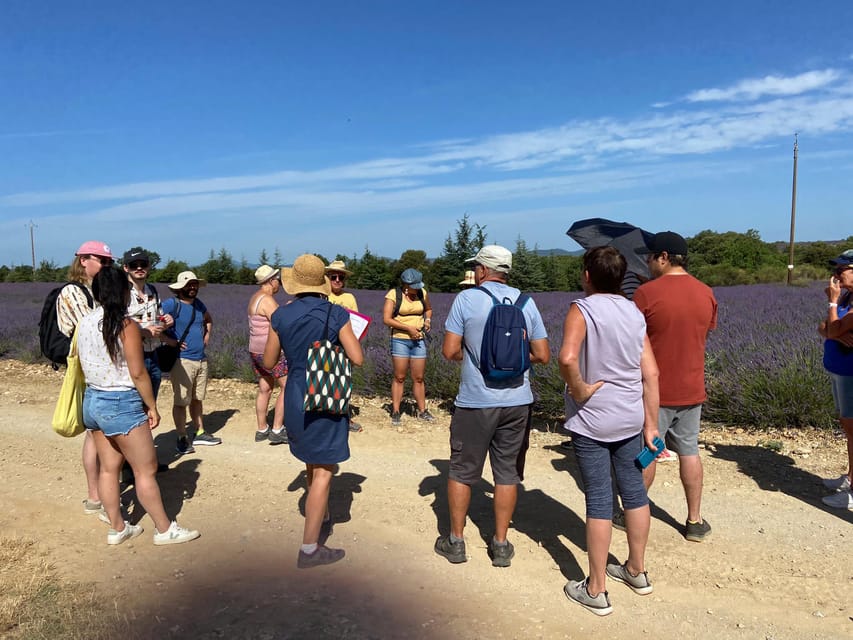 Valensole : Visit of a winery and lavender farm - Learning aromatic plants the practical way: smell, spot, and remember