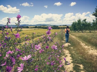 Valensole : Visit of a winery and lavender farm - Lavender fields meet olives, almonds, and vines