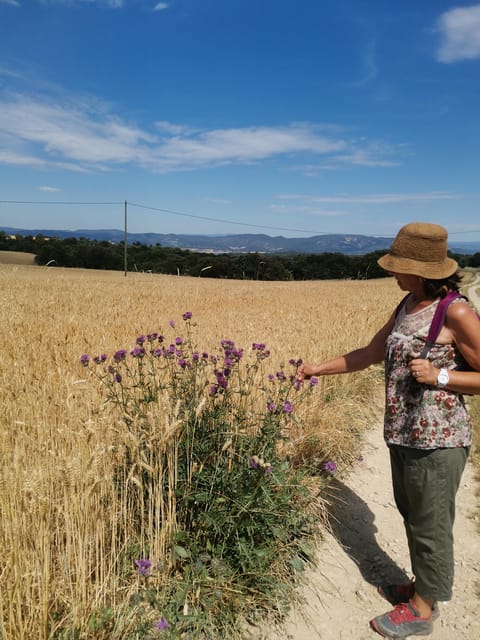 Valensole : Visit of a winery and lavender farm - Vineyards (since 2024) and the optional €5 wine tasting