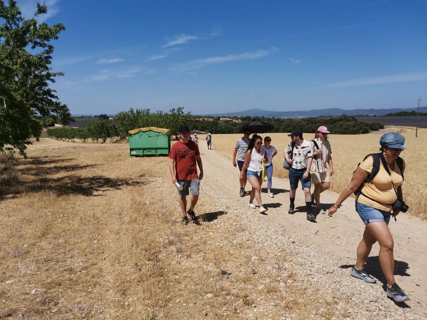 Valensole : Visit of a winery and lavender farm - What’s included in your 150 minutes: tastings you can actually connect to the plants