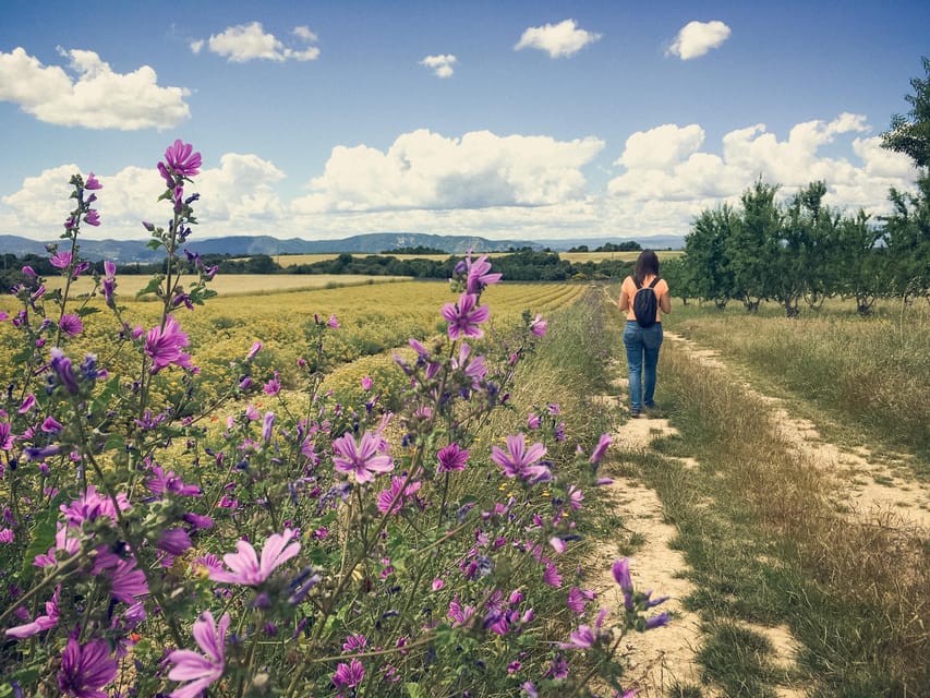 Valensole : Visit of a winery and lavender farm - Lavender fields meet olives, almonds, and vines
