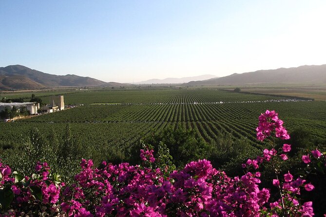 Valle de Guadalupe Winery and Vineyard Tour from San Diego - Key Highlights You’ll Care About