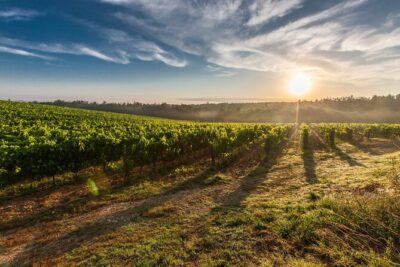 Valle de Guadalupe Winery and Vineyard Tour from San Diego - Meeting Point, Passport, and the 21+ Rule (Don’t Skip This Part)