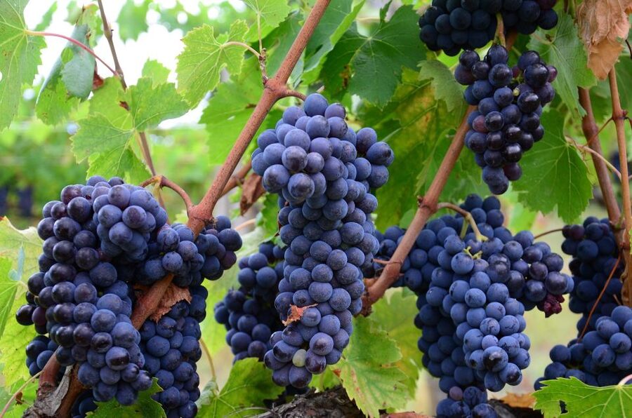 Valpolicella: 1.5-Hour Guided Winery Tour with Wine Tasting - Why Valpolicella feels special without getting complicated