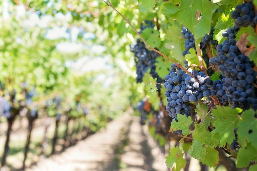 Valpolicella: 1.5-Hour Guided Winery Tour with Wine Tasting - What you’re really buying for $41: value, not just wine