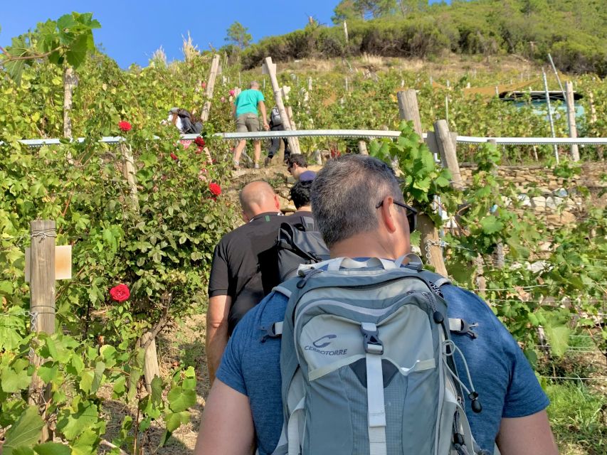 Vernazza: Panoramic Vineyard Trekking Tour w/ Wine Tasting - From Vernazza to Eroico Vineyard: the hike that turns the view into the point